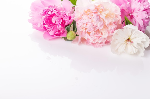 Beautiful pink and white peony flowers on white copy space for your text top view flat lay