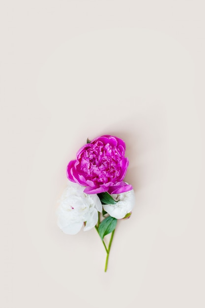 Beautiful pink white peony on a light background