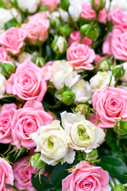 Beautiful pink and white roses. Floral festive natural background.