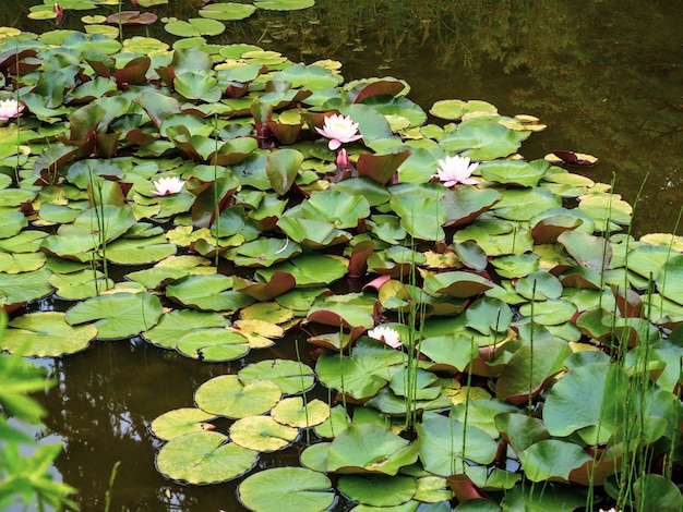 写真 テキストまたは背景として使用できる池に美しいピンクの白いスイレンまたはハスの花