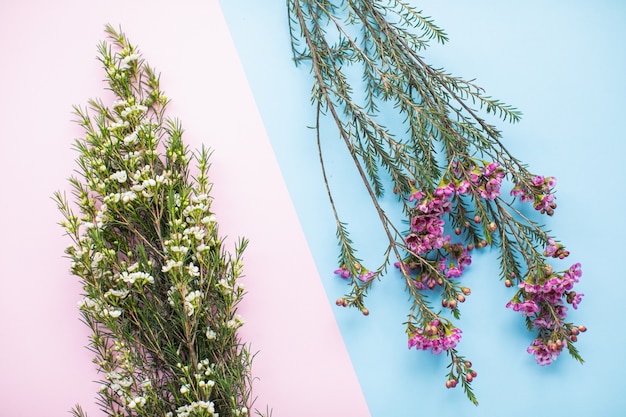 Beautiful pink and white waxflower on multicolored paper backgrounds with copy space. Spring, summer, flowers, color concept, women's day.