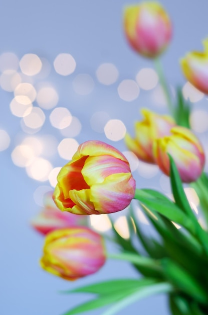 beautiful pink, yellow tulips on blue background with bokeh. Greeting card. 8 March. Holiday card