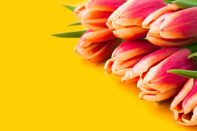 Beautiful pink and yellow tulips in bouquet over yellow background