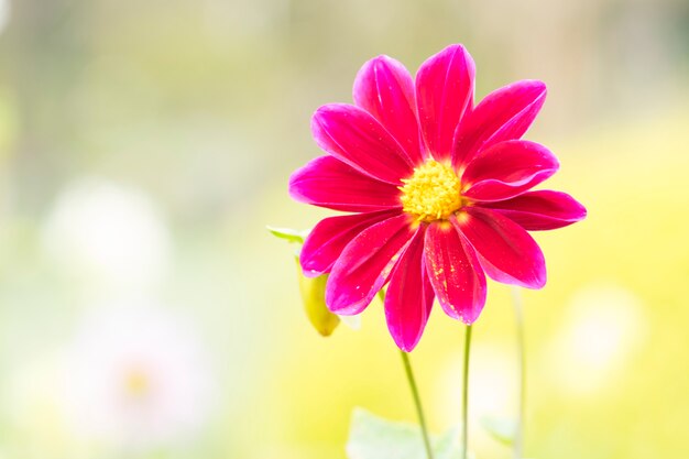 Beautiful pink Zinnia flower in garden.