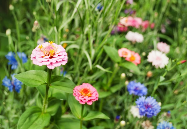 Beautiful pink zinnia