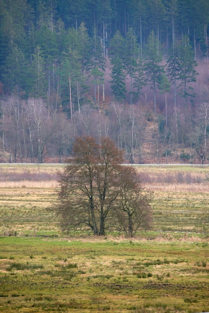 Bellissimo pinus sylvestris in una foresta con foglie verdi in natura bosco con erba in una giornata estiva paesaggio naturale con piante e cespugli in primavera vista panoramica al mattino in una fattoria