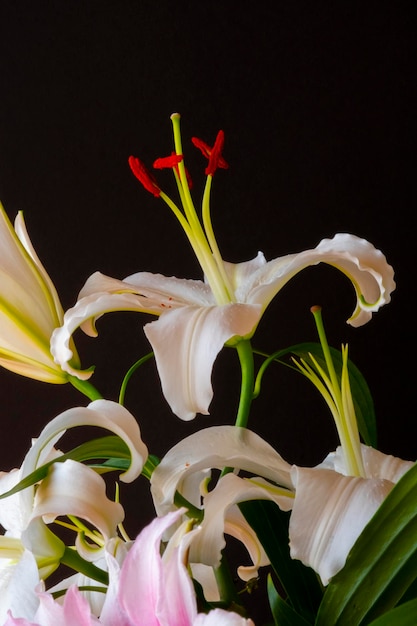 Beautiful pistils or stamens of the lily flower isolated on black background