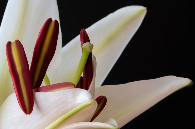 Beautiful pistils or stamens of the lily flower