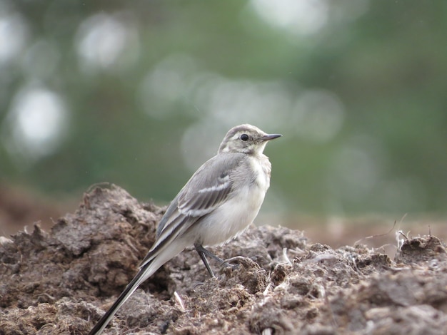 Beautiful places in the wild and birds