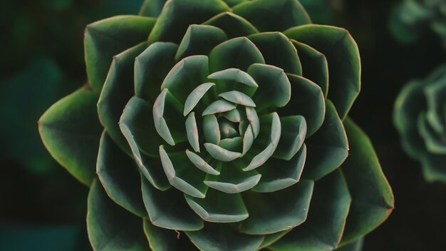 A beautiful plant closeup