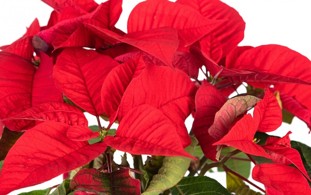 Beautiful plant for decorating in Christmas