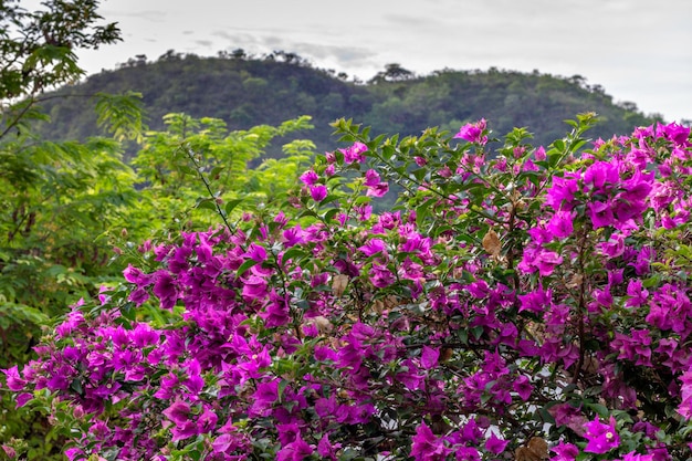 Photo beautiful plant full of small pink flowers with mountain and vegetation blurred in the background