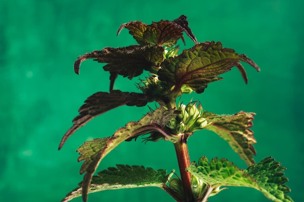 Photo beautiful plant leaf lamium purpureum on a green background texture macro photography view
