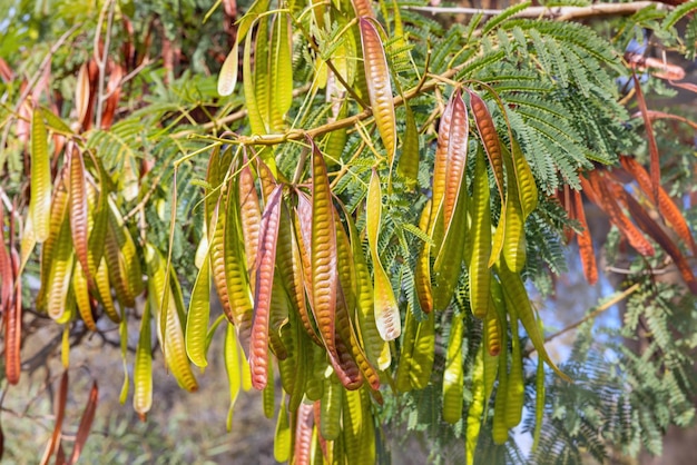 아름다운 식물 Leucaena leucocephala 근접 촬영