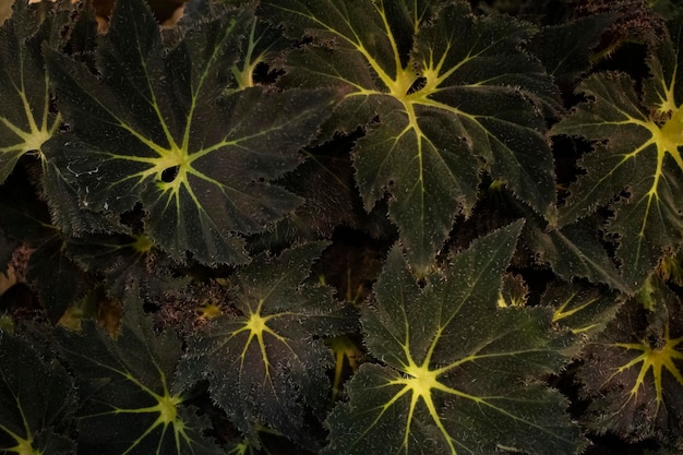 ベゴニアの葉が美しい植物柄。緑の葉の背景。多年生顕花植物