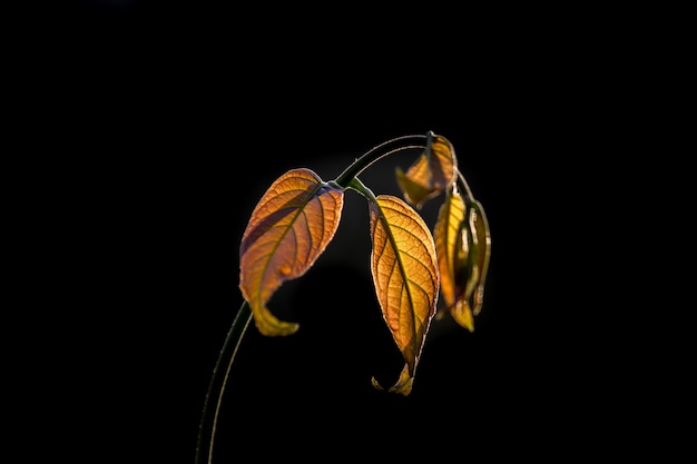 柔らかい暗闇の中で美しい植物