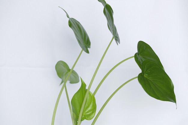 Beautiful plant with green foliage in a glass with water and white stone