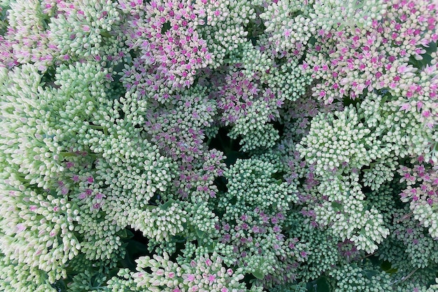 A beautiful plant with small buds in large numbers natural background