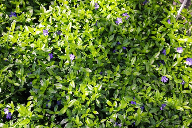 晴れた日に屋外で小さな花を持つ美しい植物