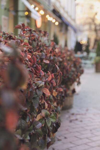 Beautiful plants as restaurant decor outdoor blurred lights