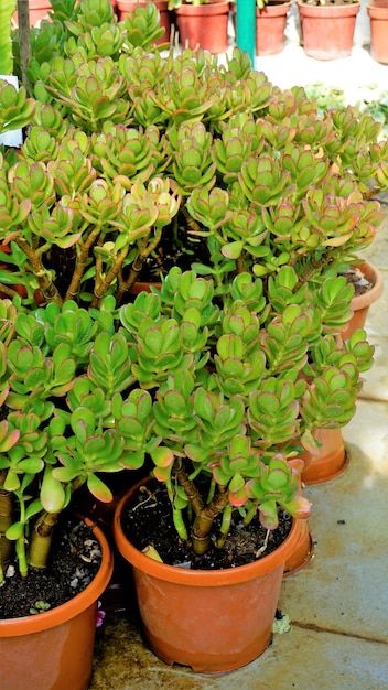 Beautiful plants of cotyledon orbiculata in nursery garden pot commonly known as pigs or dogs ear or round leafed navel wort