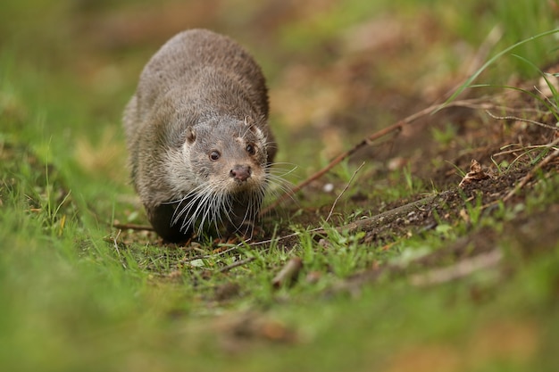 Bella e giocosa lontra di fiume nell'habitat naturale in repubblica ceca lutra lutra