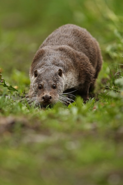 Bella e giocosa lontra di fiume nell'habitat naturale in repubblica ceca lutra lutra