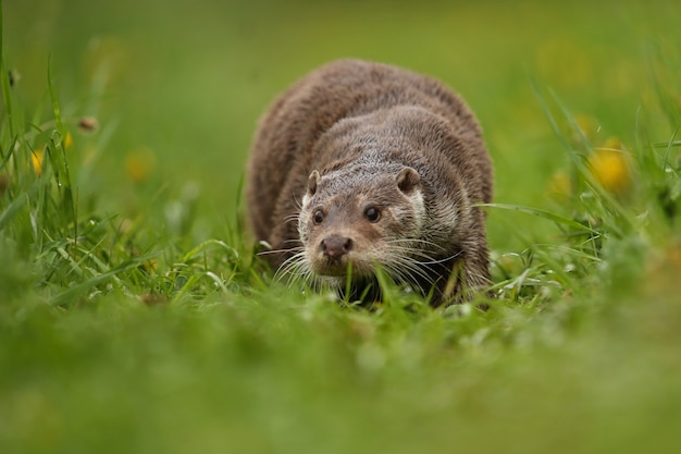 Bella e giocosa lontra di fiume nell'habitat naturale in repubblica ceca lutra lutra