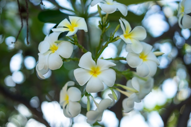 나무, 흰색과 노란색 꽃에 피는 아름 다운 plumeria 꽃.