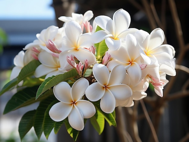 Beautiful plumeria flowers