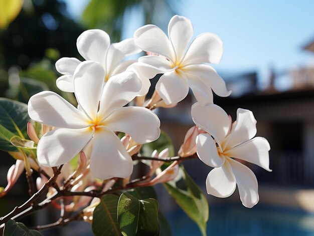 Beautiful plumeria flowers