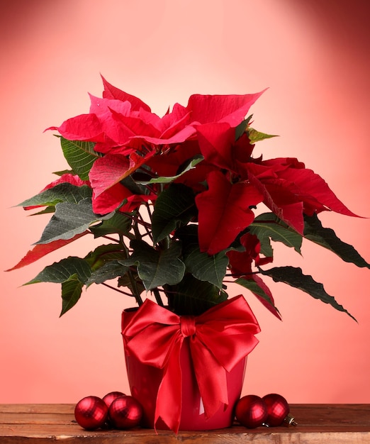 Beautiful poinsettia in flowerpot and Christmas balls on wooden table on red background