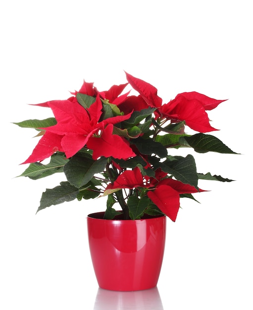 Beautiful poinsettia in flowerpot isolated on white