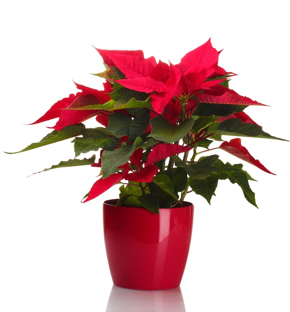 Beautiful poinsettia in flowerpot isolated on white