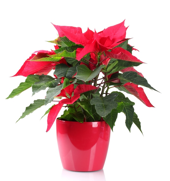 Beautiful poinsettia isolated on white