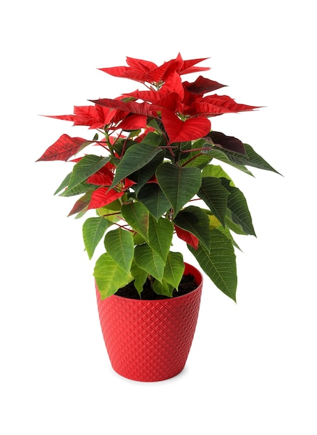 Beautiful poinsettia traditional Christmas flower in pot on white background