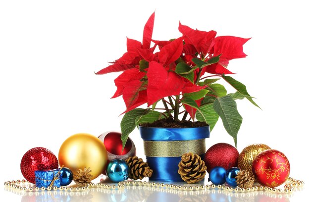 Beautiful poinsettia with christmas balls isolated 