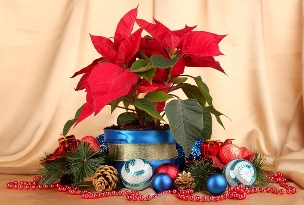 골드 패브릭 배경에 크리스마스 공이 있는 아름다운 포인세티아