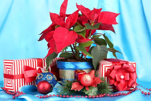 Beautiful poinsettia with christmas balls and presents on blue fabric surface