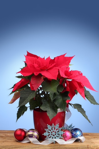 Beautiful poinsettia with christmas balls on wooden table on blue background