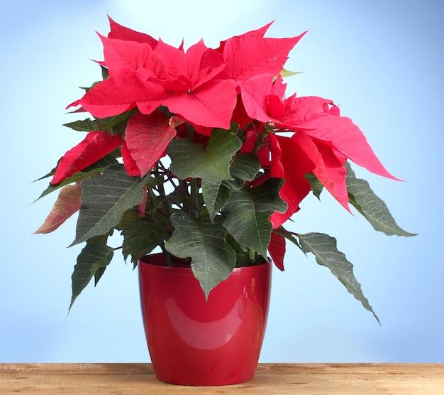 Beautiful poinsettia on wooden table on blue background