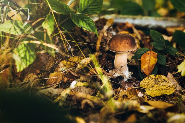 Beautiful poisonous mushrooms on a stump in autumn forest