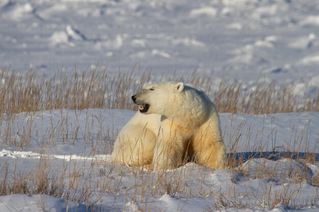 A beautiful polar bear sitting down in snow between arctic grass, near Churchill, Manitoba Canada