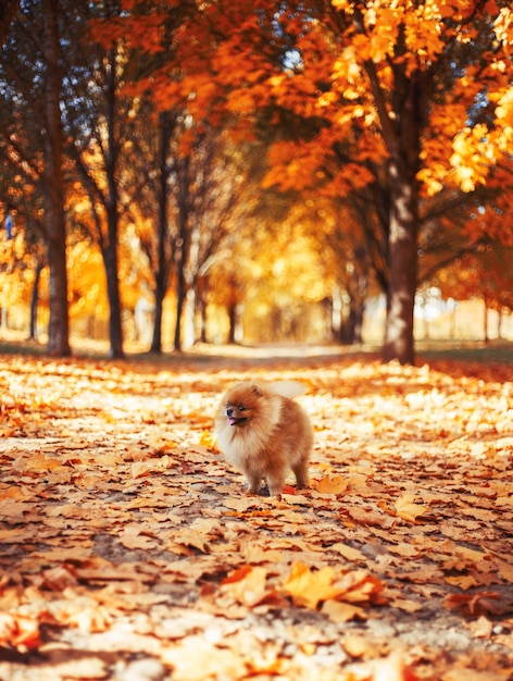 Beautiful pomeranian dog in autumn park. Autumn dog. Dog in autumn park