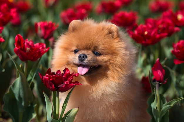 公園の美しいポメラニアン犬