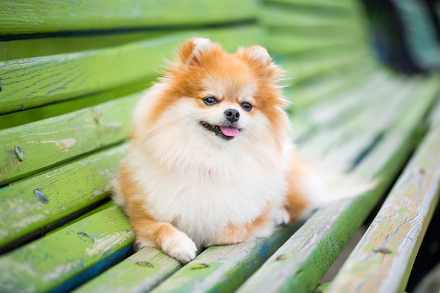 Beautiful pomeranian spitz orange color. 