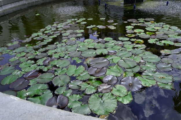 水と美しい池ユリの植物、背景