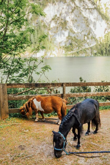 Bellissimo pony che riposa e sta mangiando al lago di braies