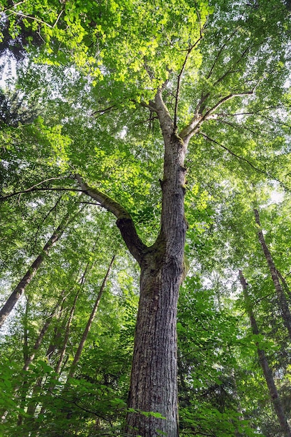 Beautiful poplar tree