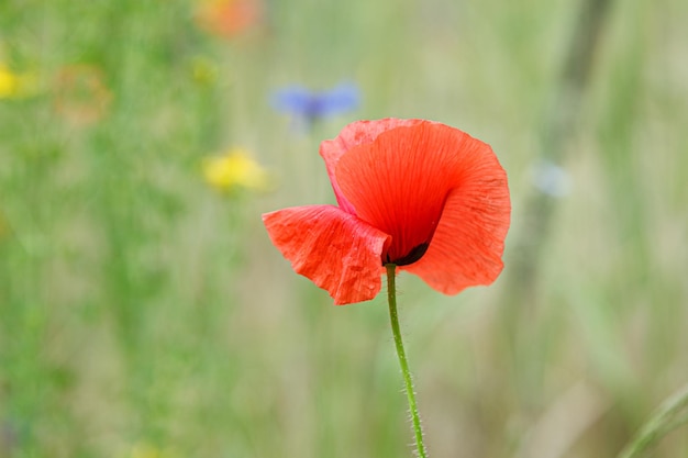 Beautiful poppies among the field